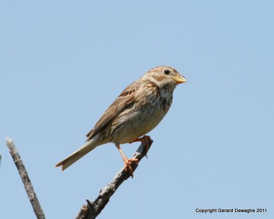 Corn Bunting