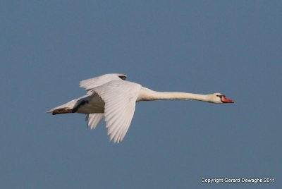 Mute Swan