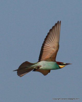 Bee-eater