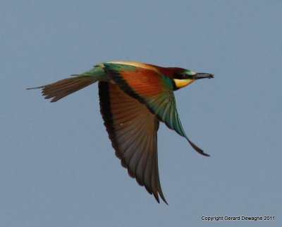 Bee-eater