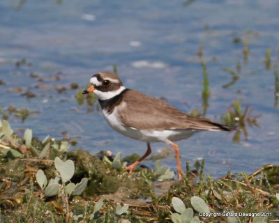 Ringed Plover