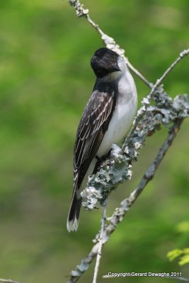 Eastern Kingbird