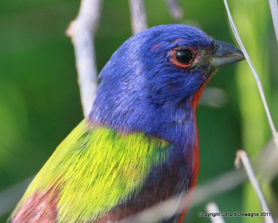 Painted Bunting