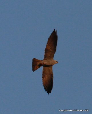 Santee N.W.R., South Carolina, April 2011