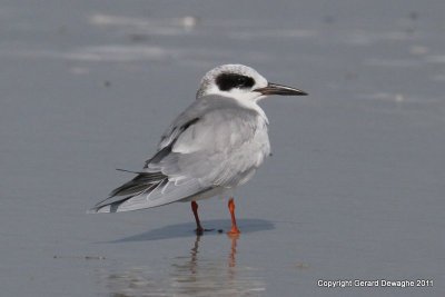 Forster's Tern