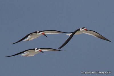 Black Skimmers