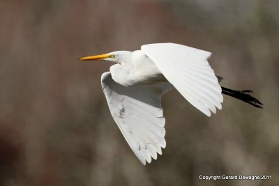 Great Egret