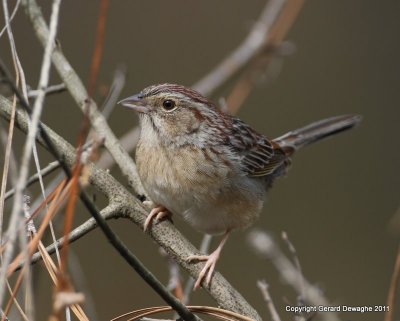 Bachman's Sparrow