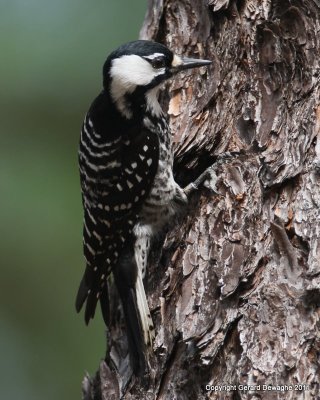 Red-Cockaded Woodpecker