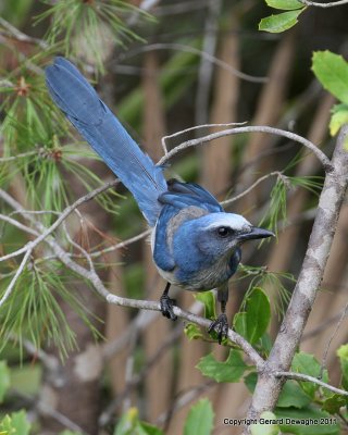 Florida Scrub Jay