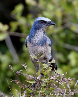 Florida Scrub Jay