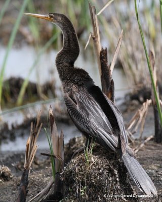 Anhinga