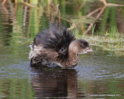 Pied-billed Grebe