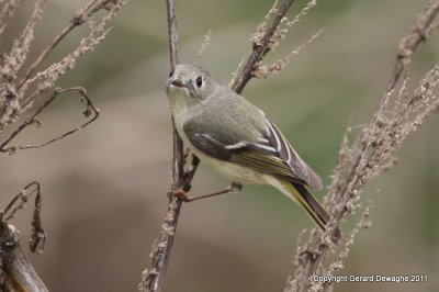 Ruby-crowned Kinglet