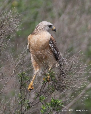 Red Shouldered Hawk