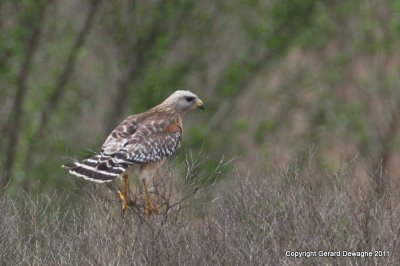 Red-Shouldered Hawk