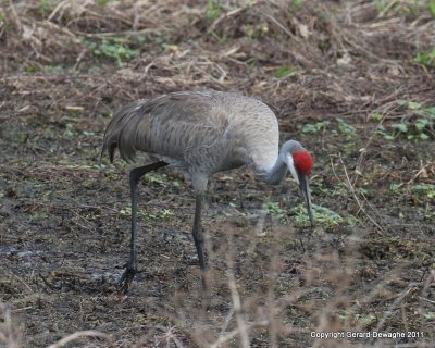 Sandhill Crane