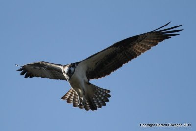 Osprey