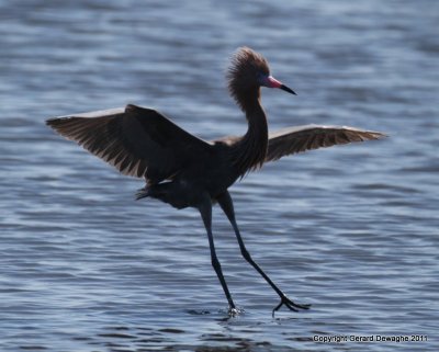 Reddish Egret