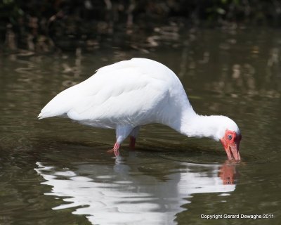 White Ibis