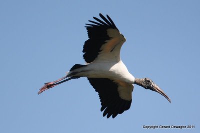 Wood Stork