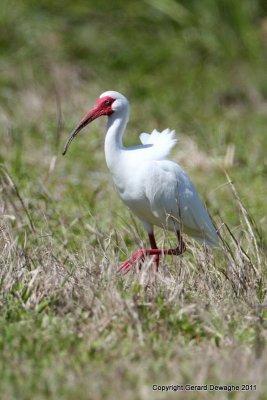 White Ibis