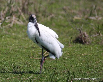 Wood Stork