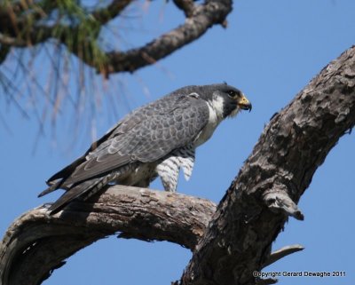 Peregrine Falcon