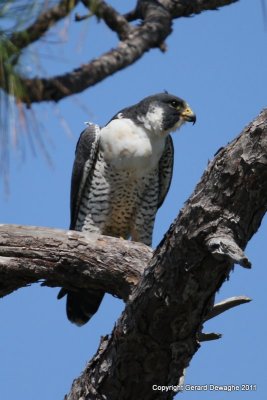 Peregrine Falcon