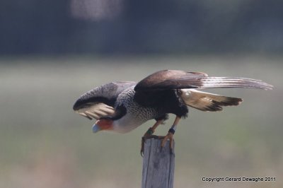 Crested Caracara