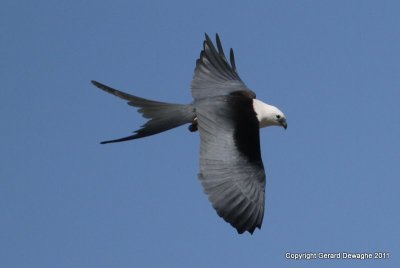 Swallow-tailed Kite