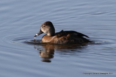 Ring-necked Duck