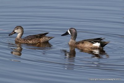 Blue-winged Teals