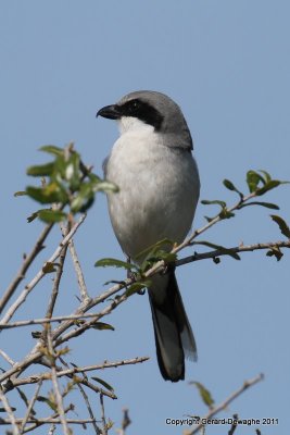 Loggerhead Shrike