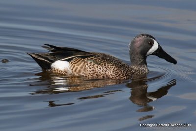 Blue-winged Teal