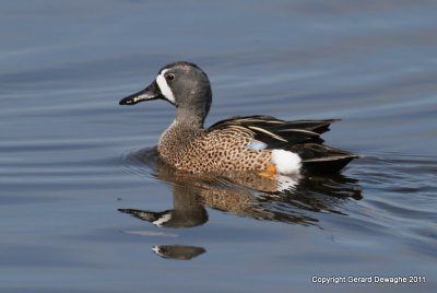 Blue-winged Teal