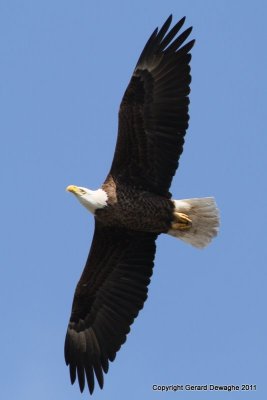 Bald Eagle