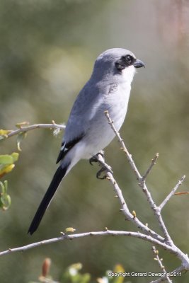 Loggerhead Shrike