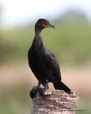 Double-Crested Cormorant