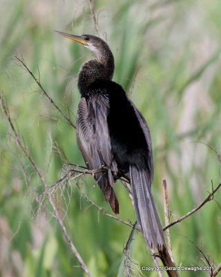 Anhinga