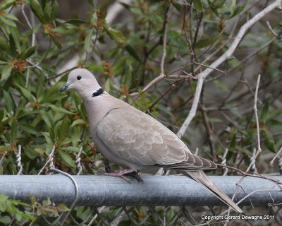 Eurasian Collared Dove