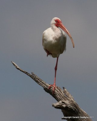 White Ibis