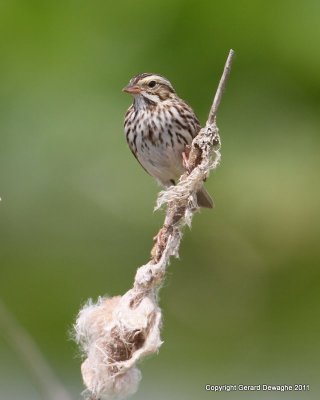 Savannah Sparrow