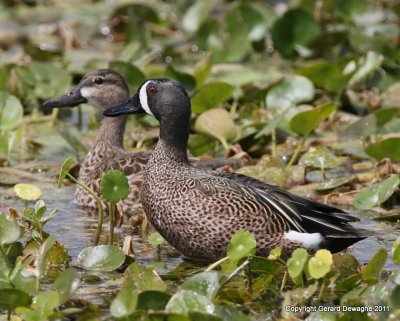 Blue-winged  Teals