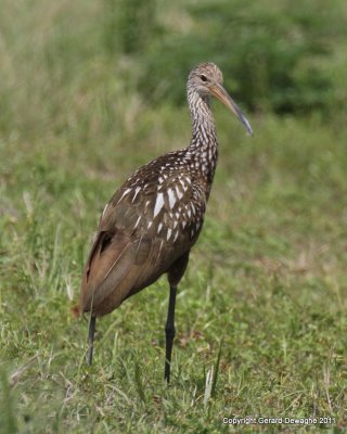 Limpkin