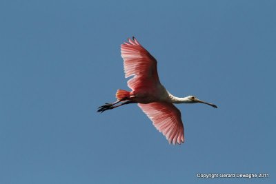 Roseate Spoonbills