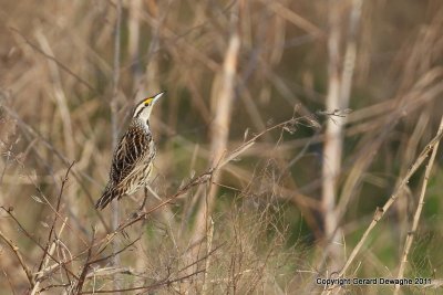 Eastern Meadowlark