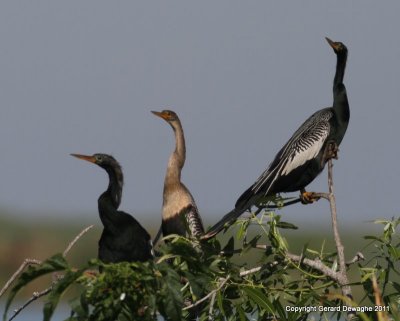 Anhingas