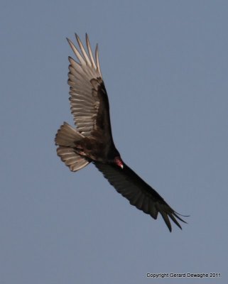 Turkey Vulture