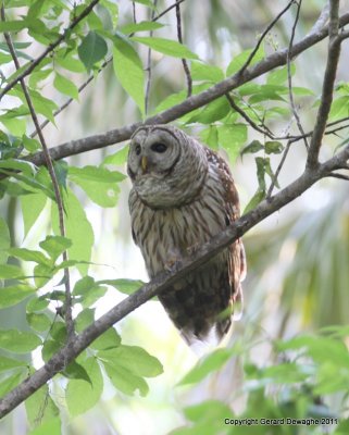 Barred Owl